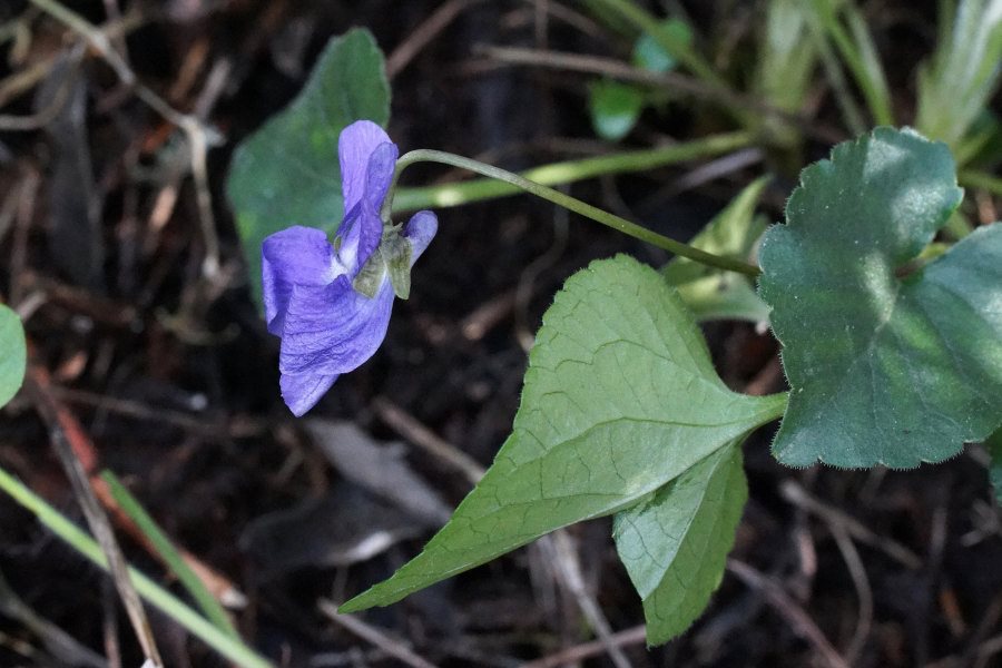 Viola alba susp. dehnartdi